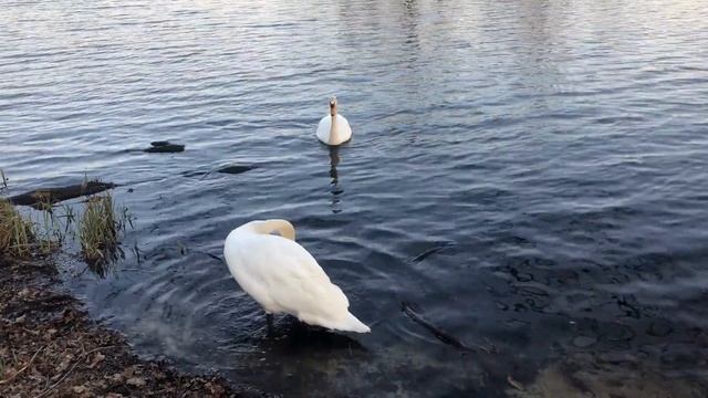 Спокойствие лебедей на глади воды: Медитация на фоне дикой природы смотреть онлайн