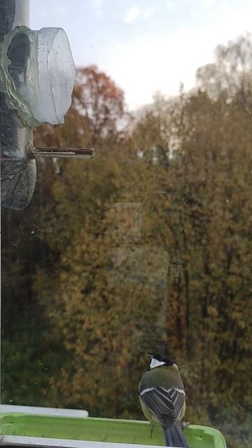 Большаки и пара Поползней