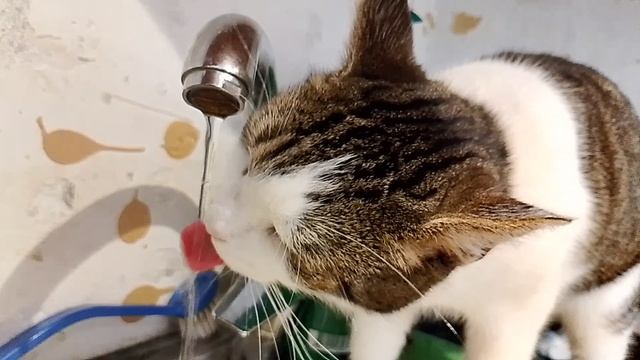 Киса/Когда ну очень замучала жажда смотреть онлайн