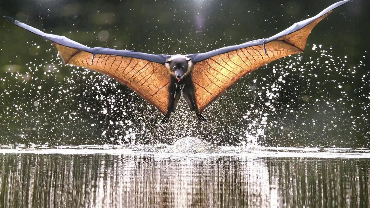 В Москве стартовал фестиваль дикой природы "Золотая черепаха" смотреть онлайн