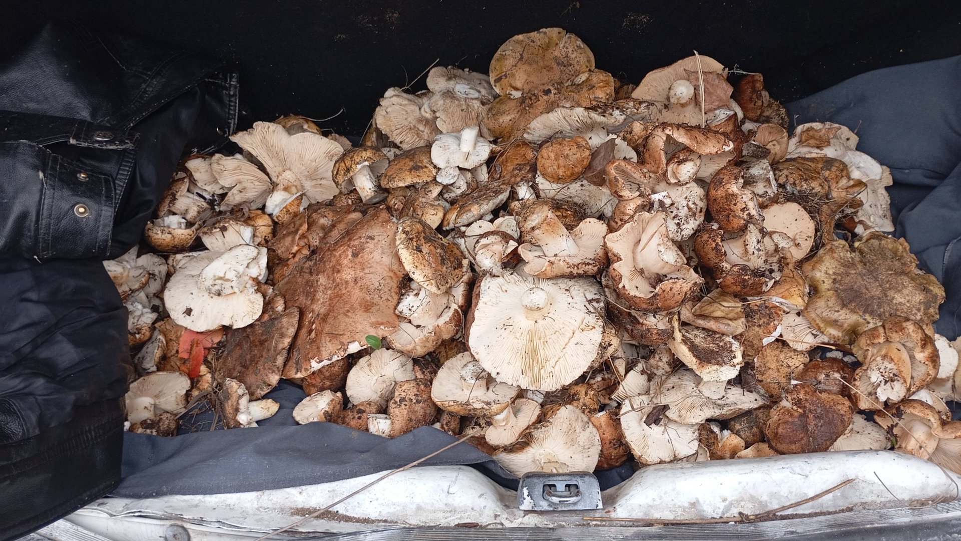 Грибы ростовской области.Тополёвка.16.10.2025