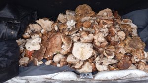 Грибы ростовской области.Тополёвка.16.10.2025