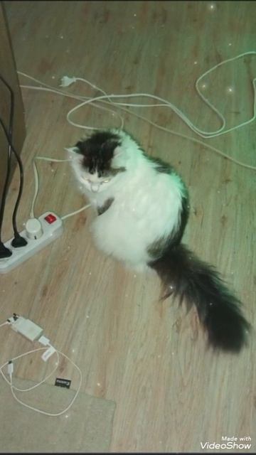 Мариуполь ⛵ вечер с моими 🐈🐈🐈🖥️🥛🌌✨ смотреть онлайн