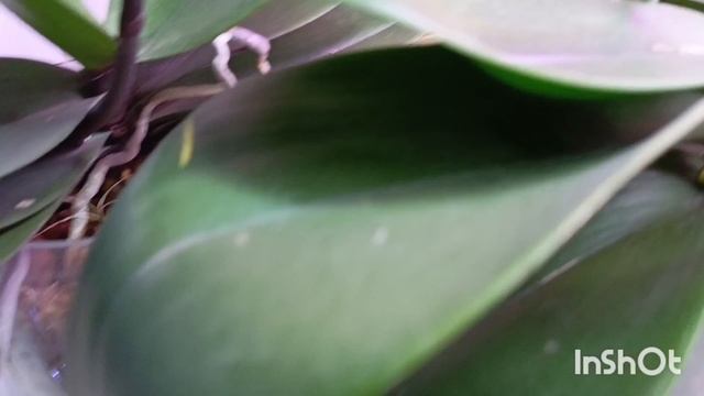 Целую кучу цветоносов растят мои любимые орхидейки 🤗
К новому году будет куча красоты! Обзор 🌺🌷🏵 смотреть онлайн