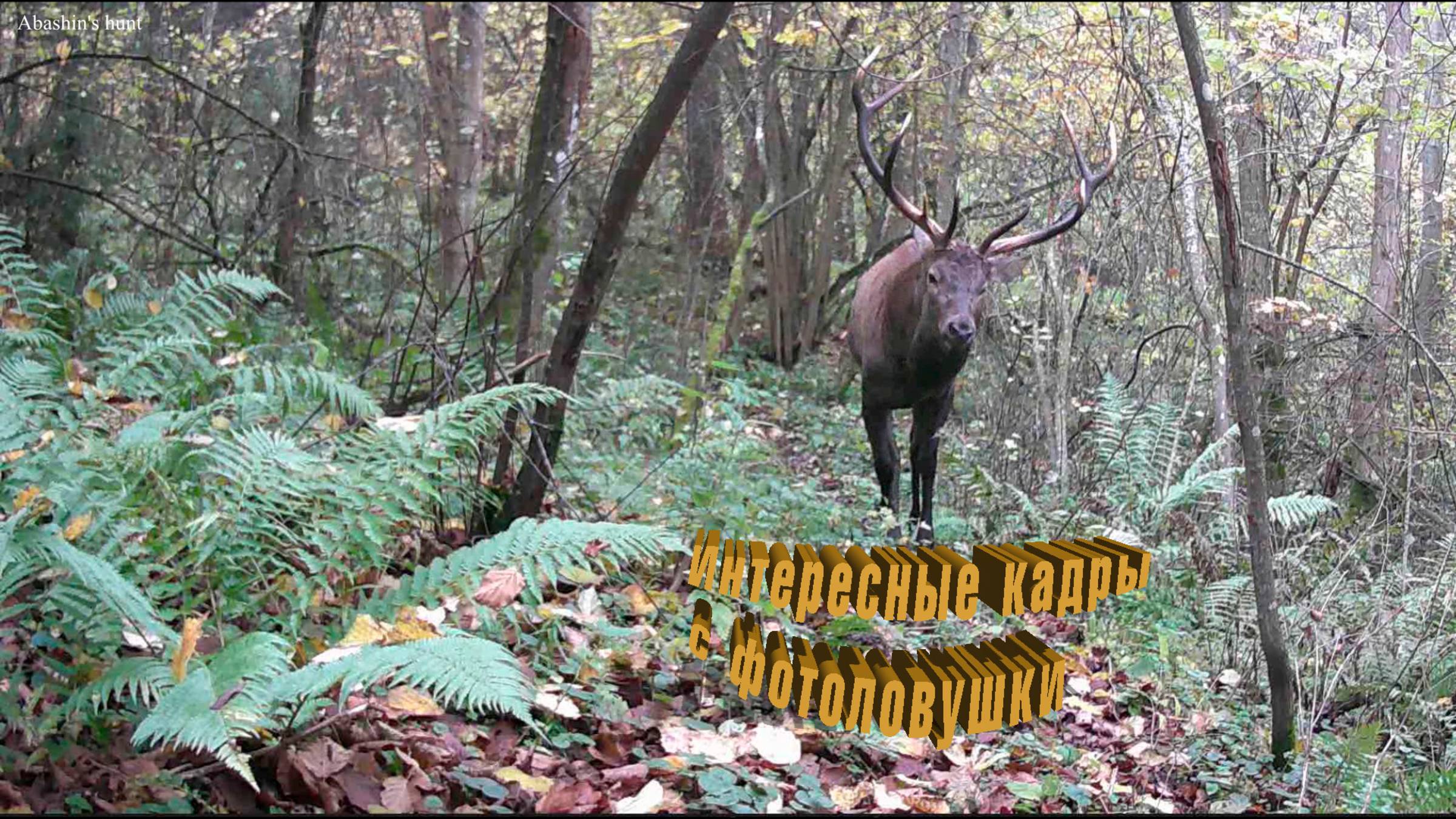 Фотоловушка в осеннем лесу на тропе. Интересные кадры. смотреть онлайн