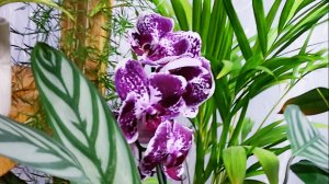 УТРО НАЧИНАЕТСЯ НЕ С КОФЕ, А С УХОДА ЗА ЦВЕТАМИ. МОИ ВЫХОДНЫЕ.