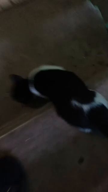 КУДА ПОБЕЖАЛА