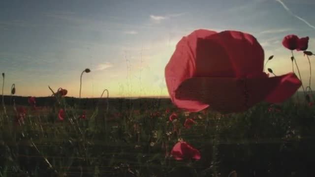 Ф. Шуберт - Вечерняя серенада - F. Schubert – Serenade смотреть онлайн