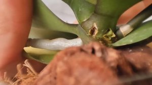 Вы только ПОСМОТРИТЕ сколько ГАДОСТИ выходит. Чтобы не было ГНИЛИ ствола орхидеи от усохших корней