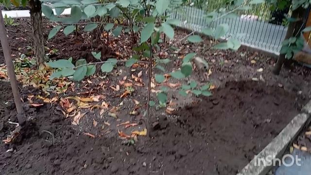 18 октября, подготовка садовых грядок, вношу осеннее удобрение и древесную золу... смотреть онлайн