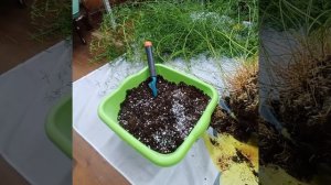 пересадка ОГРОМНОГО аспарагуса || жёстко режу корни у аспарагуса || аспарагус из 20-литрового кашпо