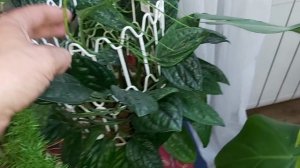 Цветы в гостиной