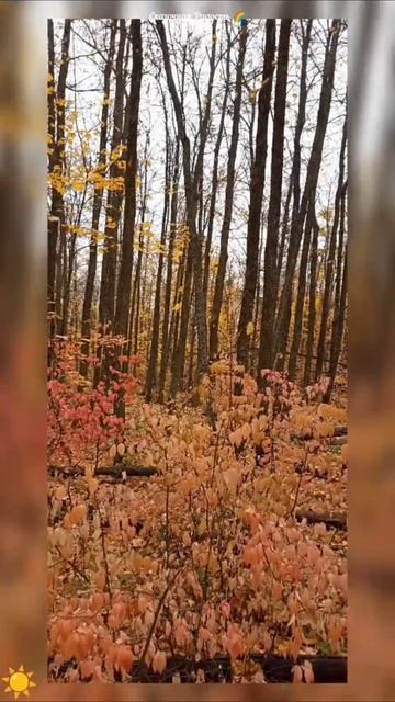 #обзор #моя #осенняя #прогулка #лес #кумыснаяполяна #саратов #осень2025год #листья #природа #эмоции смотреть онлайн