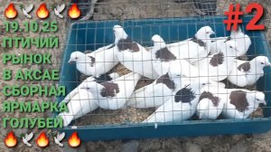 🔥🔥🔥 19.10 25. Птичий рынок в Аксае. Сборная ярмарка голубей. Часть 2. Pigeons Fair. Bird Market.