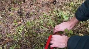 Часть 32. Кошку пришлось изолировать от Егора | Грибная история