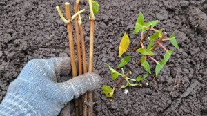 ЧЕРЕНКУЮ ГОРТЕНЗИИ поздней осенью в саду! Эффективный и беспроблемный способ черенкования