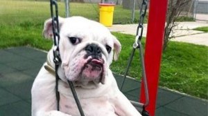 Приаолы с животными Funny ANIMALS video #22