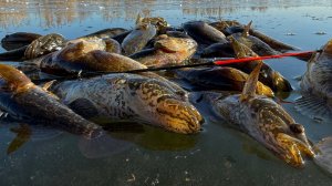 ОПАСНЫЙ ПЕРВЫЙ ЛЁД 2025-26!ЛЁД ТРЕЩИТ А РЫБА КЛЮЁТ