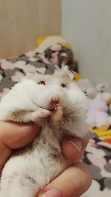 первое видео хомяка🐹🐹 Лиля с хомяками 🐹🐹