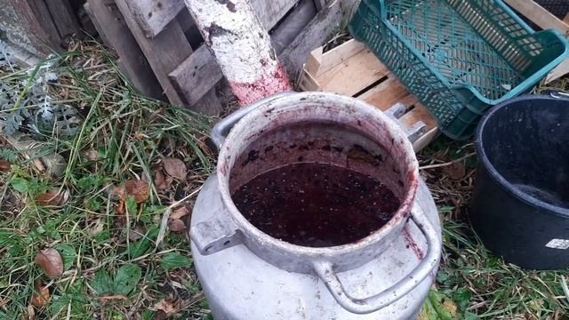 Виноград Изабелла. Ставлю брагу для чачи.