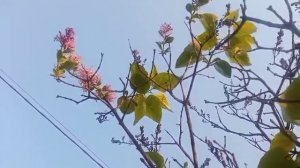 ЖИВЕМ в РУССКОЙ ДЕРЕВНЕ,топим печку и держим коровку.