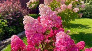 От знакомства до восхищения. Гортензии метельчатые. Опыт и ошибки.