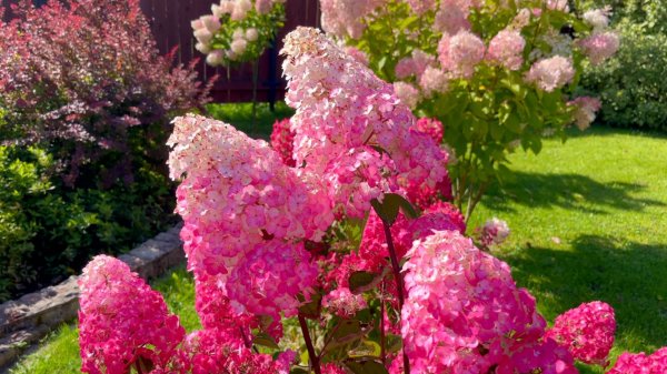 От знакомства до восхищения. Гортензии метельчатые. Опыт и ошибки.