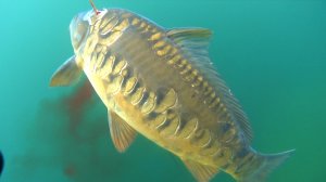 ПОДВОДНАЯ ОХОТА