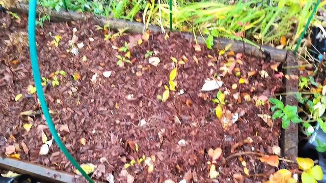 Подготовка саженцев к зиме. смотреть онлайн