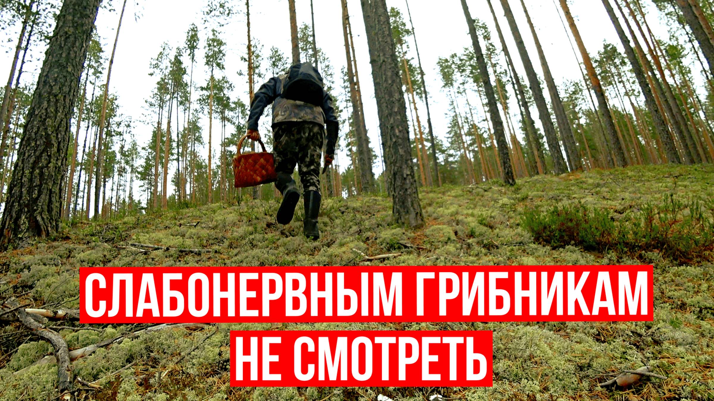 Грибник зашел в МОХ и ОБАЛДЕЛ! Слабонервным НЕ СМОТРЕТЬ! Грибы и лес Сказочная Карелия смотреть онлайн