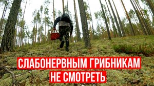 Грибник зашел в МОХ и ОБАЛДЕЛ! Слабонервным НЕ СМОТРЕТЬ!  Грибы и лес Сказочная Карелия