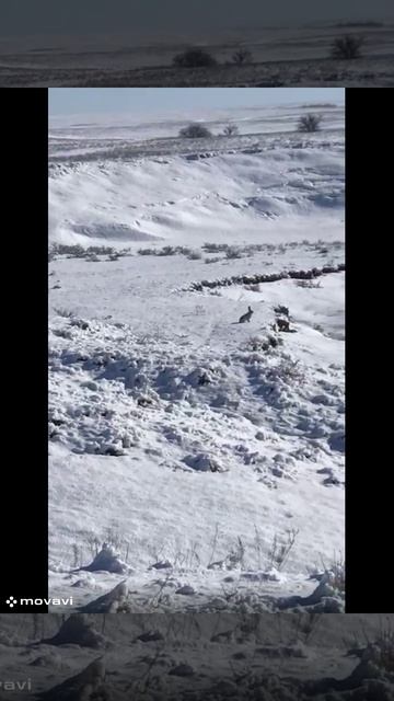 Охота на зайца. Железный заяц смотреть онлайн