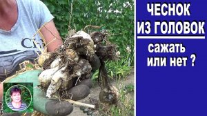 Чеснок из головок.  Результат посадки чеснока целыми головками