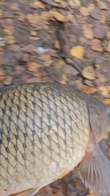 За второго сбитого... осенний карп #рыболовтроицк #рыбалка #Троицк #заречье #иванмотаж