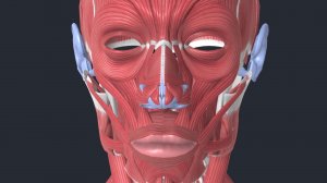 Анатомия: Миология (Мимические мышцы)