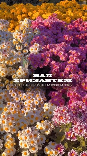 Самое красивое событие осени! Бал Хризантем в Ялте | Никитский ботанический сад 2025 смотреть онлайн