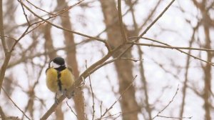 Звук природы. Птицы. Пение птицы Синица