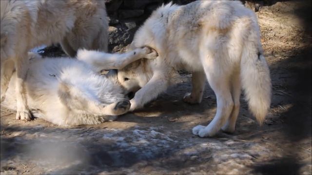 Полярные и канадские волчата уже выросли 16.10.2025 смотреть онлайн