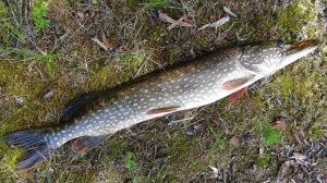 Знакомство с Карелией. Марс атакует. Часть 2