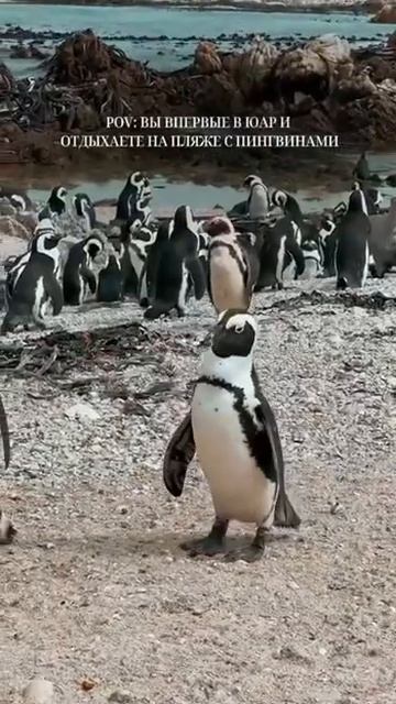 Пингвины, ради которых стоит лететь в ЮАР