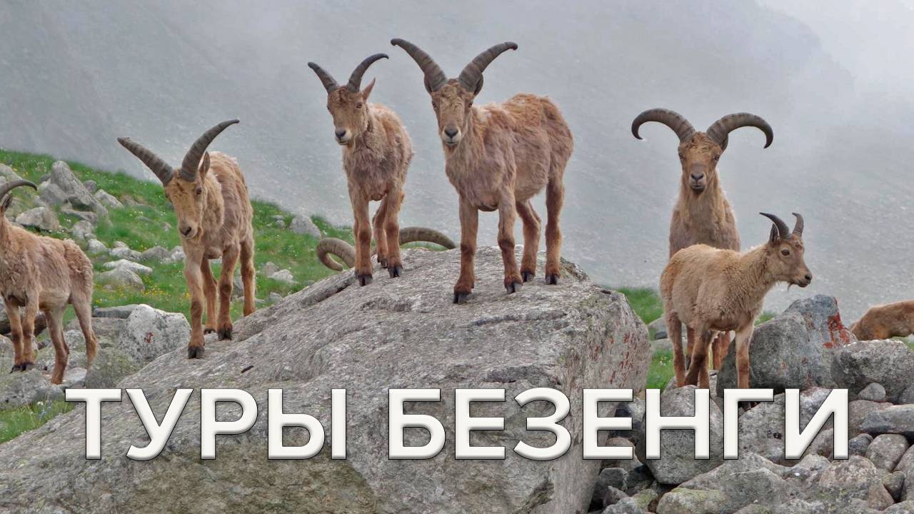 Туры Безенги смотреть онлайн