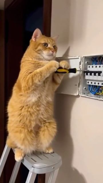 Видео WhatsApp 2025-10-20 в 12.38.31_5e02c0bd смотреть онлайн