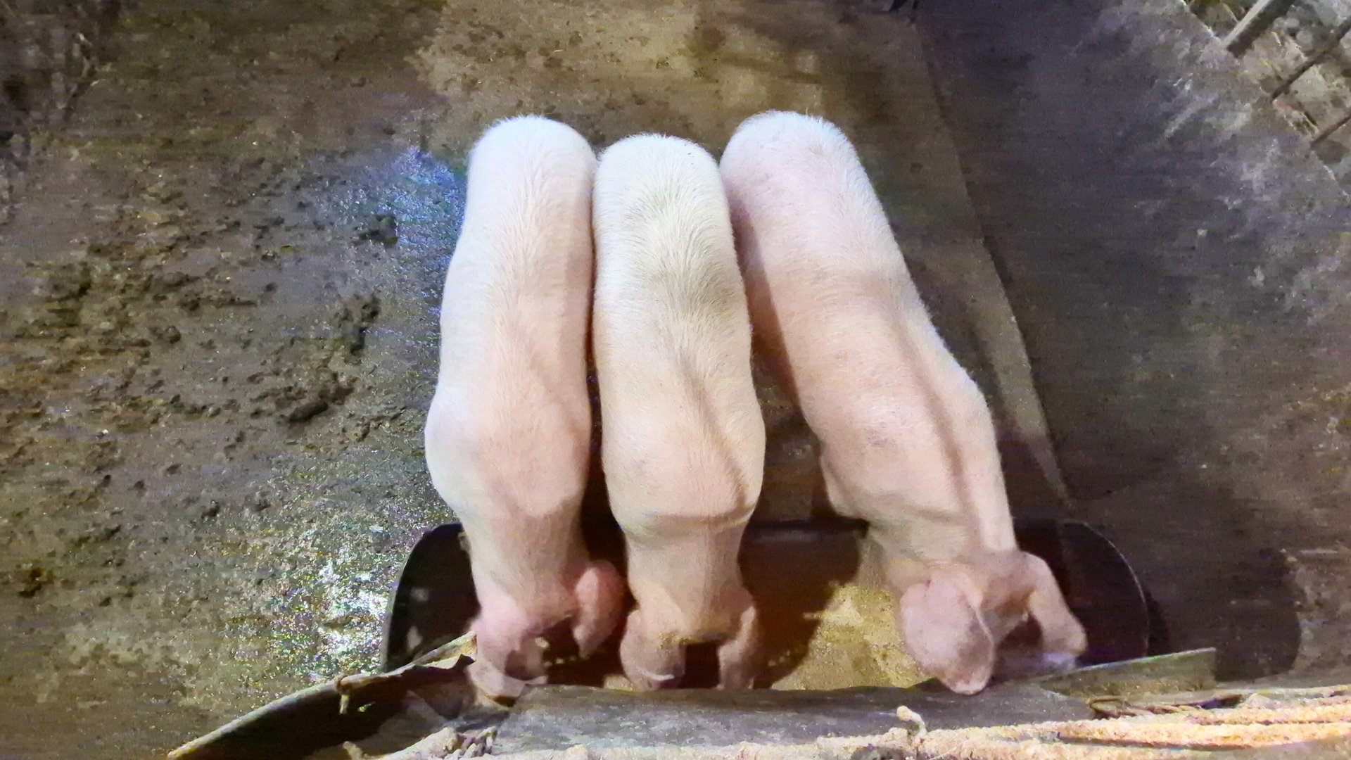 Жизнь в Деревне,Одна на хозяйстве,кормление Свиней,Влоги каждый день смотреть онлайн