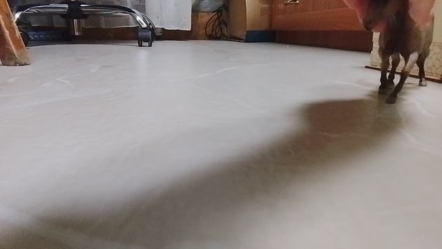 Месть Вихрю часть 6