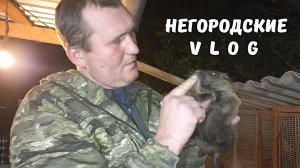 НУТРИИ: побоялись за молодняк и отсадили. 16.10.25