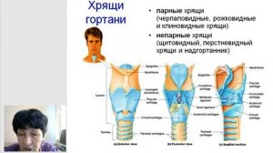 7 Гаева С.Ж. Лекция 34-35 Анатомия органов дыхания полость носа гортань трахея бронхи