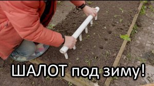 Секреты посадки лука-шалота под зиму: как получить крупный урожай