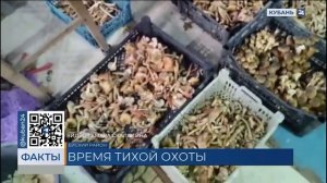 Активный сбор грибов стартовал после дождей в Краснодарском крае