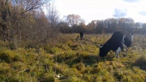 Дела деревенские. хрюшка ,ленивые хейтеры