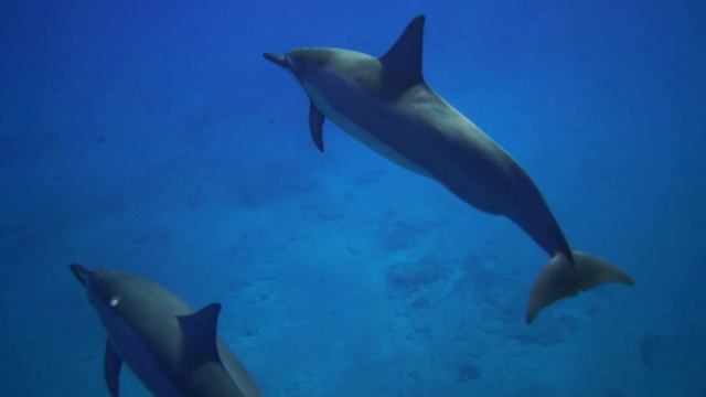 Дельфины в морских глубинах: Спокойное видео с дельфинами под музыку на пианино смотреть онлайн